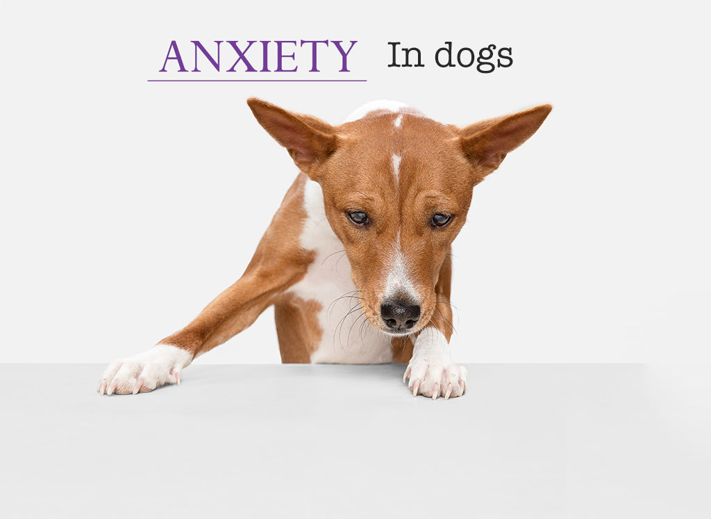 Anxiety in Dogs