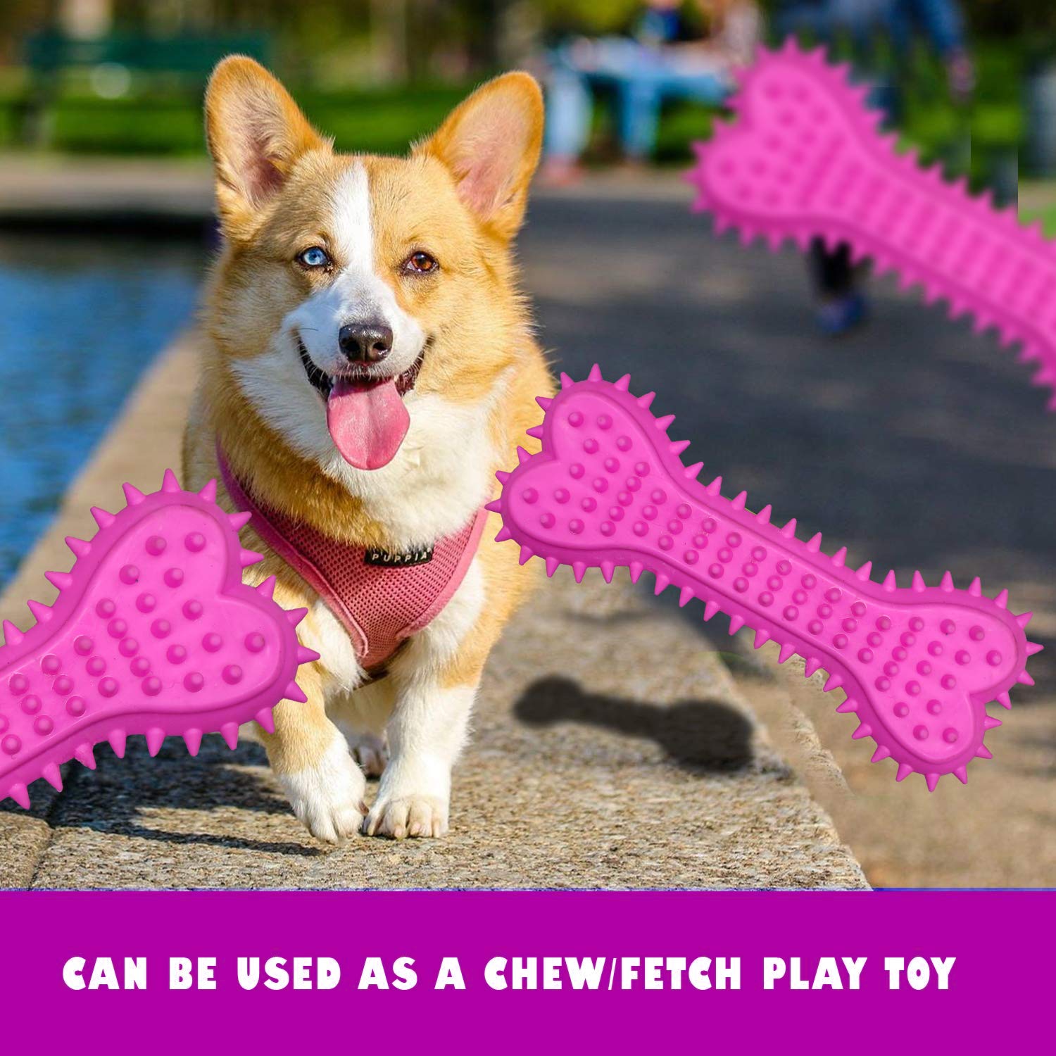 Chew Toy With Spike and Dental