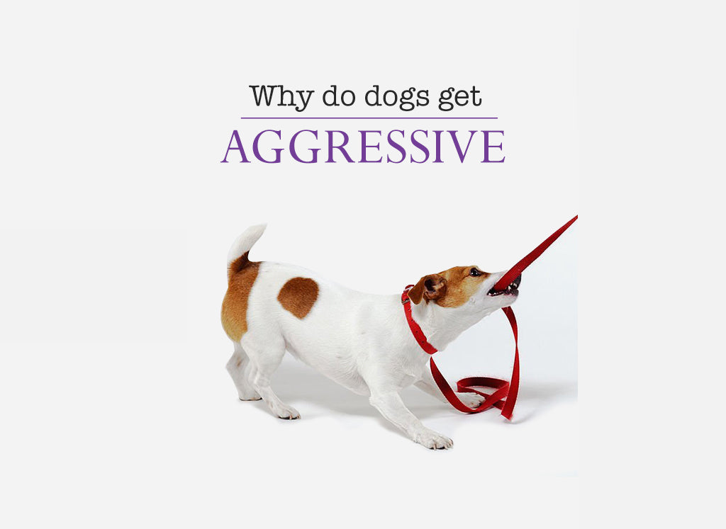 Why & How Dog Is Aggressive & Stop