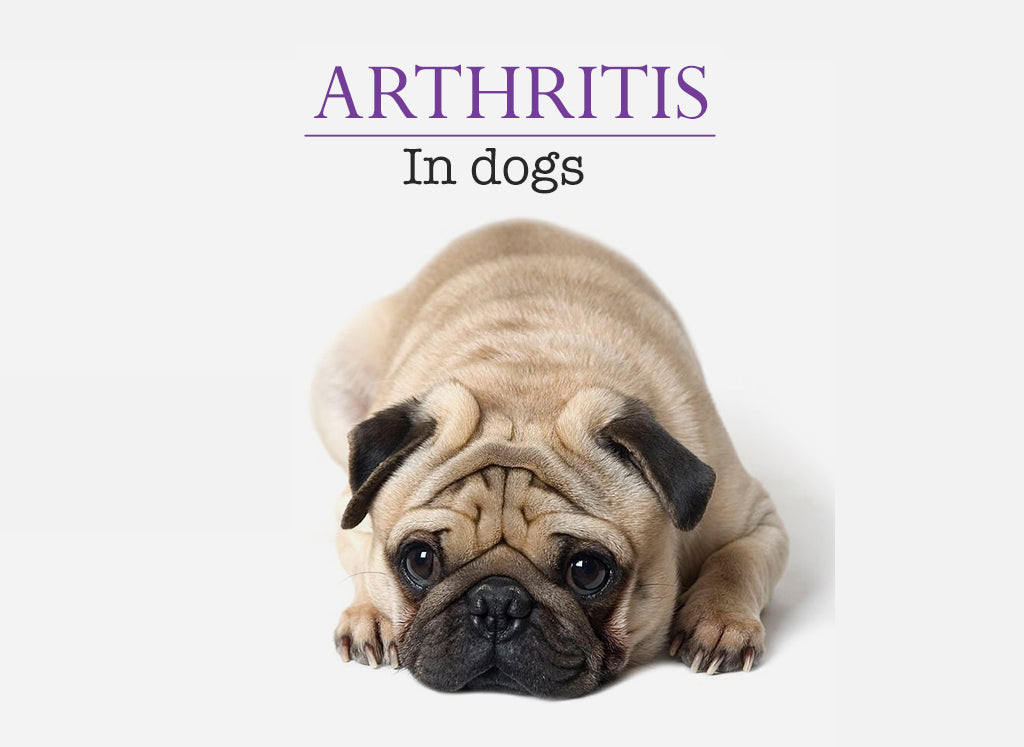 Arthritis in Dogs